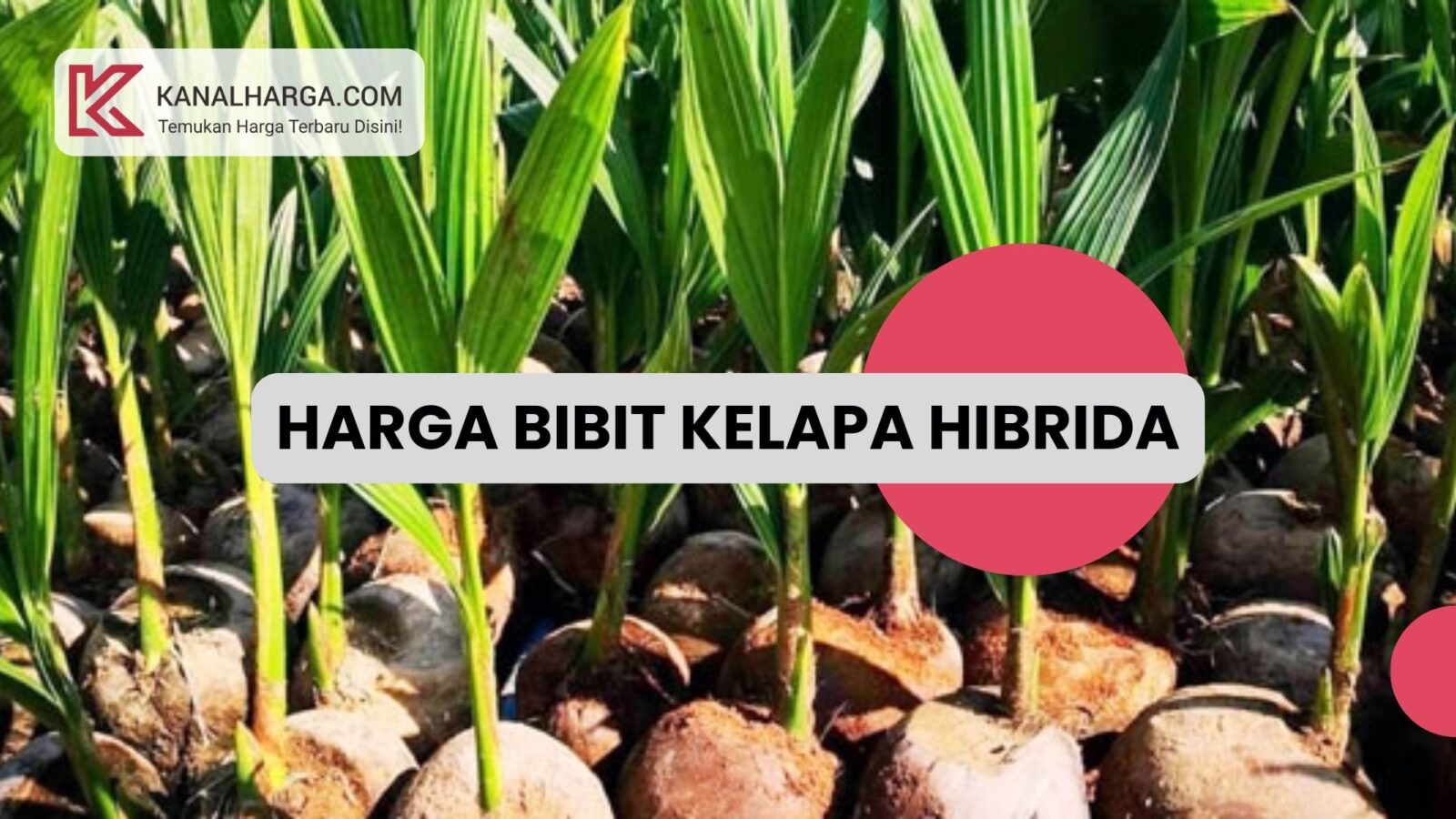 Harga Dan Cara Memilih Bibit Kelapa Hibrida Berkualitas November