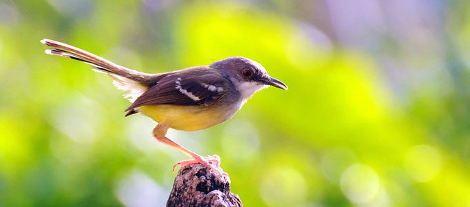 Burung ciblek/prenjak jawa/bar-winged pinia (flickr: @Roby Edrian)