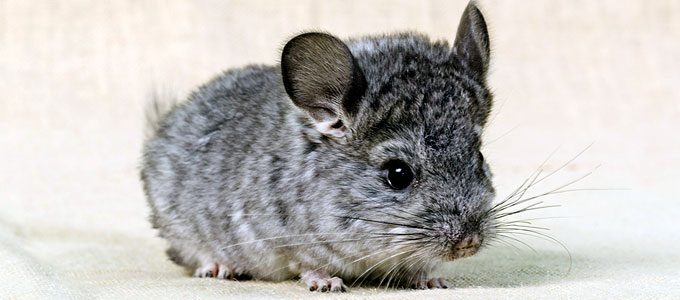 Chinchilla (sumber: sandiegozoo.com)