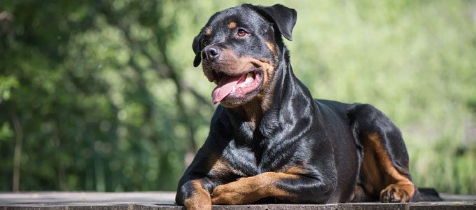 Anjing rottweiler (sumber: be.chewy.com)