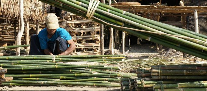 Ilustrasi panen bambu (sumber: siciliabambu.it)