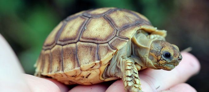 Kura-kura sulcata (sumber: kuyahejo.com)