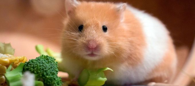 Hamster Syrian (sumber: elmens.com) 