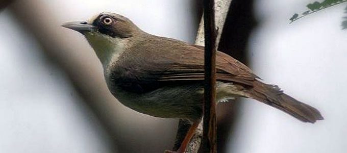 Burung opior paruh tebal (sumber: omkicau.com)
