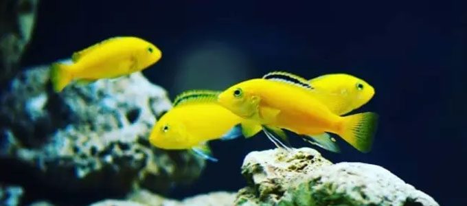 Ikan lemon (sumber: bilibili.tv)