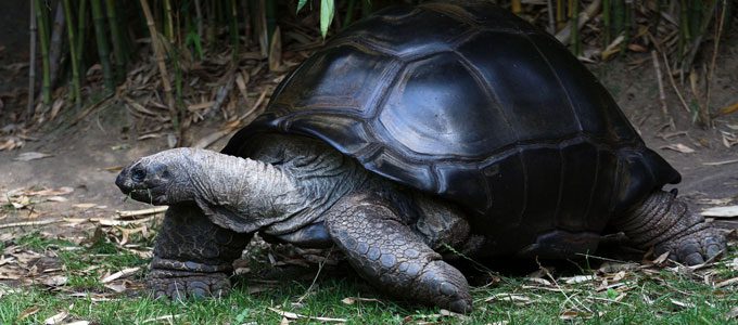 Kura-Kura Aldabra (sumber: wall.alphacoders.com)