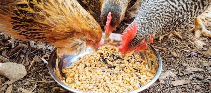 Ilustrasi memberikan makan ayam joper (sumber: Kompasiana)