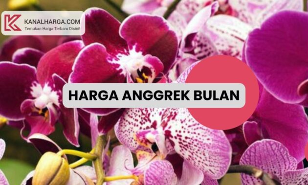 Harga Anggrek Bulan Harga Anggrek Bulan Berbagai Jenis