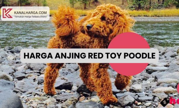 Harga Anjing Red Toy Poodle Harga Anjing Red Toy Poodle