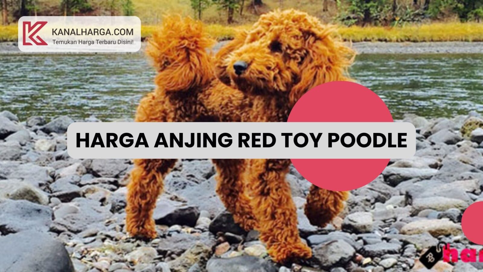 Harga Anjing Red Toy Poodle Harga Anjing Red Toy Poodle