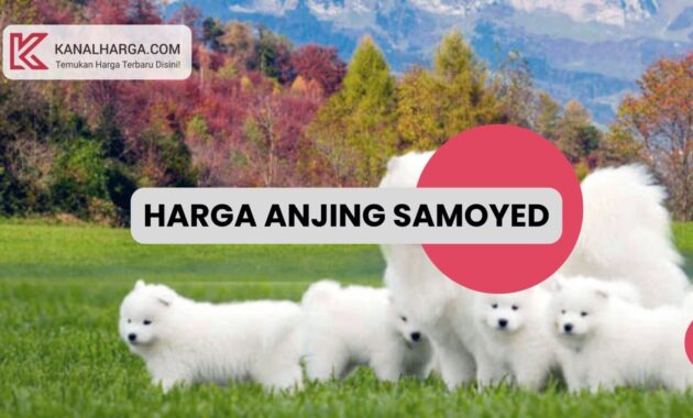 Harga Anjing Samoyed Anakan dan Dewasa Harga Anjing Samoyed Anakan dan Dewasa