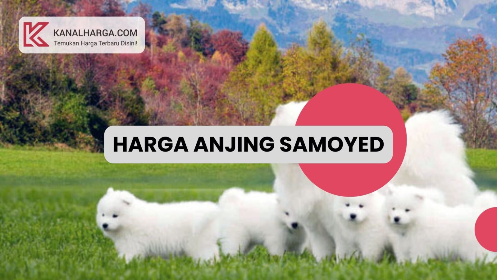 Harga Anjing Samoyed Anakan dan Dewasa Harga Anjing Samoyed Anakan dan Dewasa