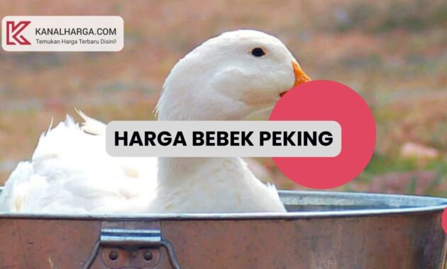 Harga Bebek Peking Hidup dan Daging Harga Bebek Peking (Hidup dan Daging)