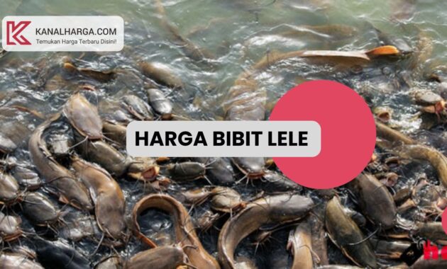 Harga Bibit Lele Harga Bibit Lele