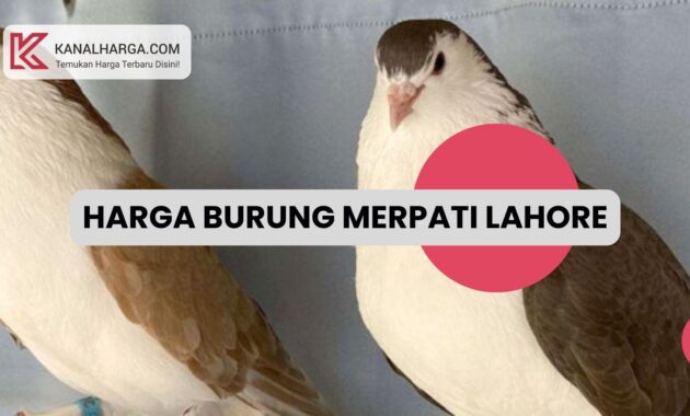 Harga Burung Merpati Lahore Harga Burung Merpati Lahore