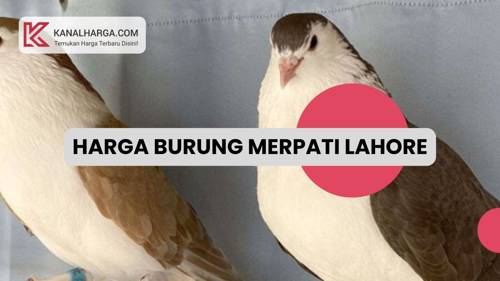 Harga Burung Merpati Lahore Harga Burung Merpati Lahore