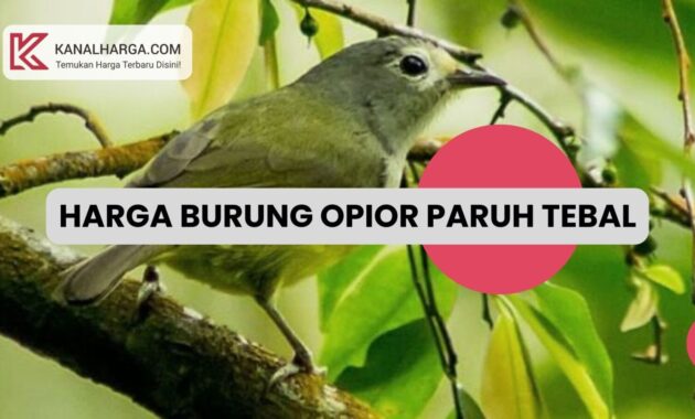 Harga Burung Opior Paruh Tebal Harga Burung Opior Paruh Tebal
