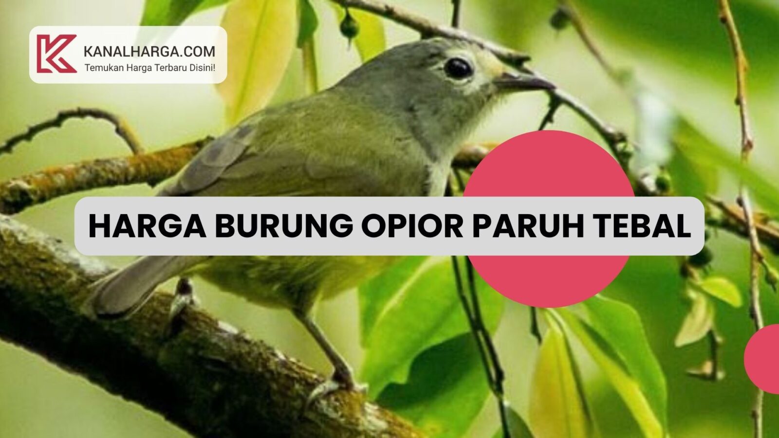 Harga Burung Opior Paruh Tebal Harga Burung Opior Paruh Tebal