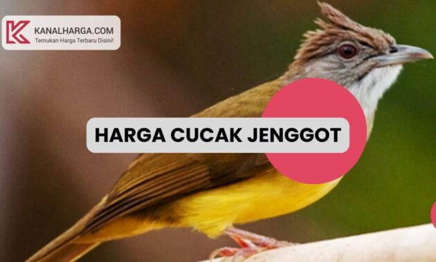 Harga Cucak Jenggot Harga Cucak Jenggot (Anakan, Bahan, Gacor, Lomba)