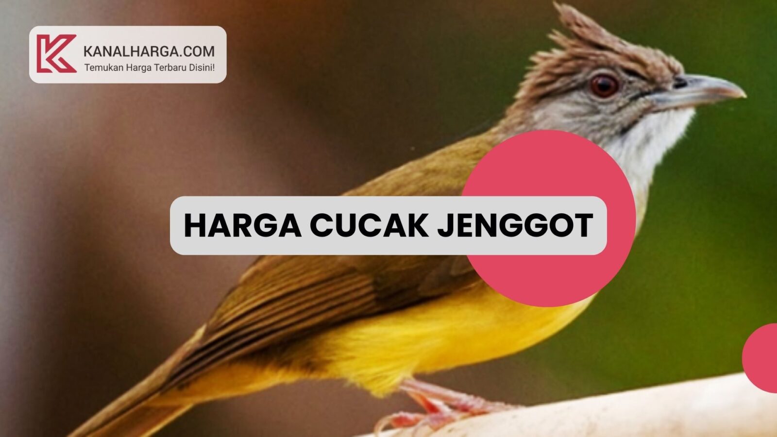 Harga Cucak Jenggot Harga Cucak Jenggot (Anakan, Bahan, Gacor, Lomba)