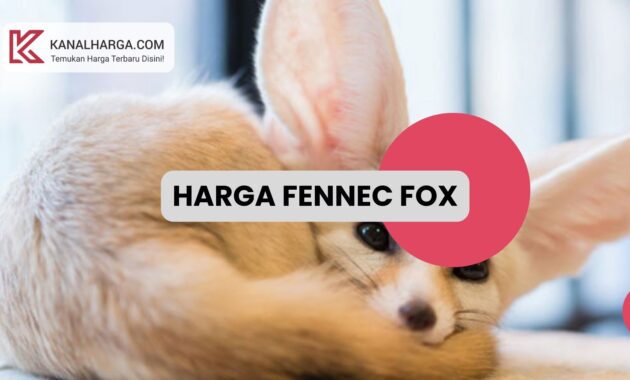 Harga Fennec Fox Harga Fennec Fox