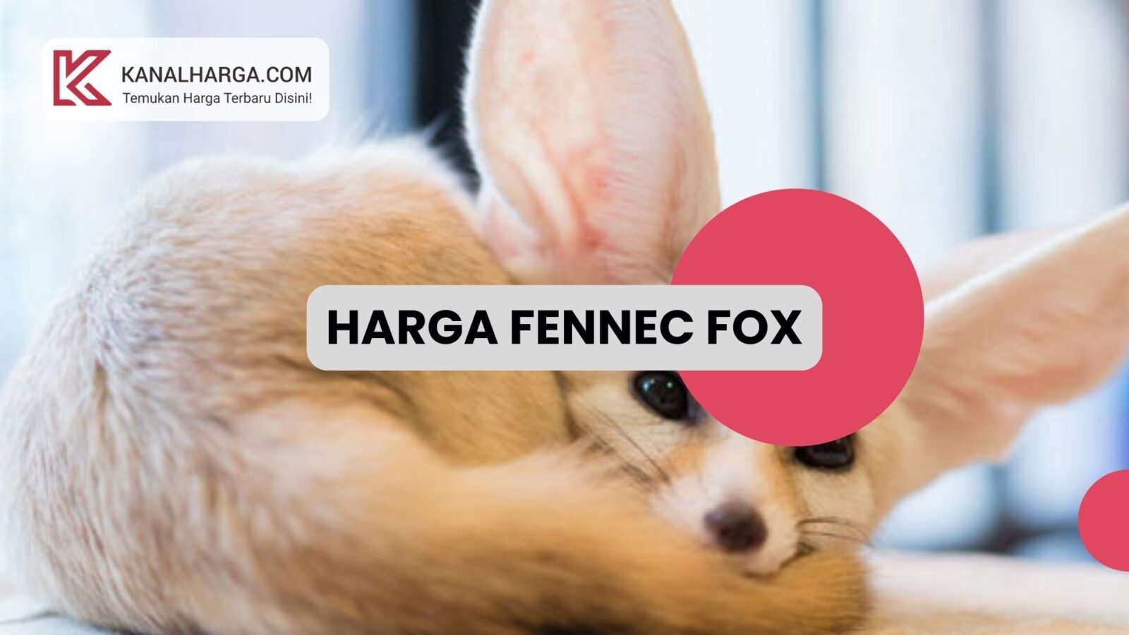 Harga Fennec Harga Fennec Fox
