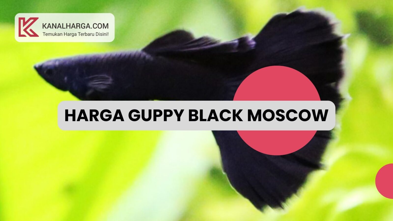 Harga Guppy Black Moscow Karakteristik dan Harga Guppy Black Moscow