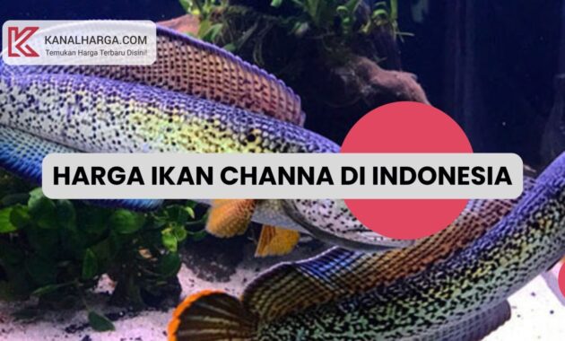 Harga Ikan Channa di Indonesia Harga Ikan Channa di Indonesia