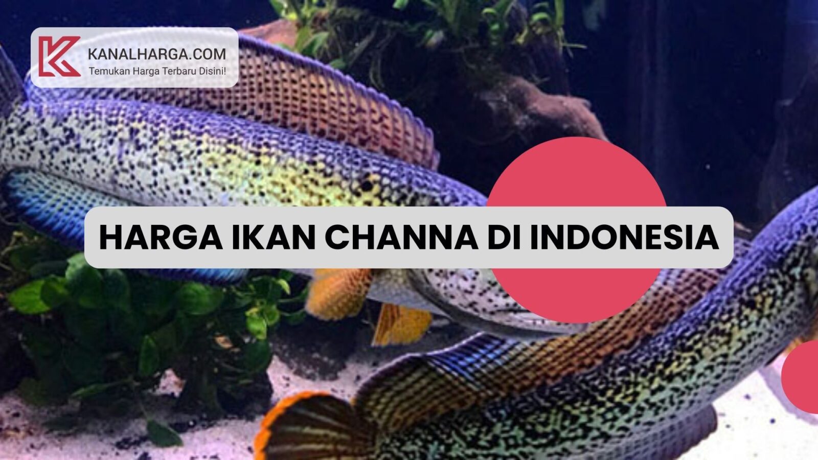 Harga Ikan Channa di Indonesia Harga Ikan Channa di Indonesia