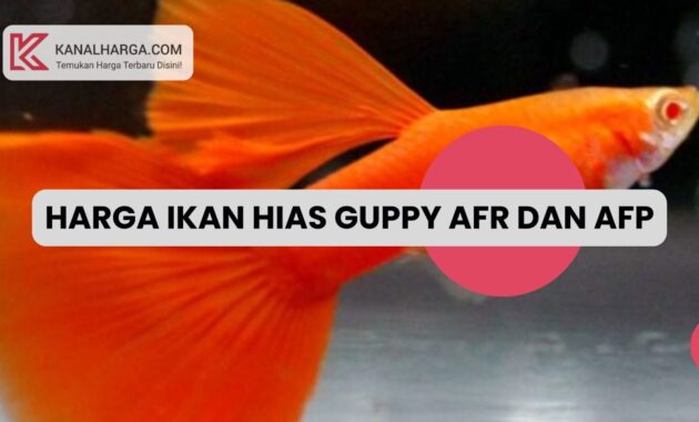 Harga Ikan Hias Guppy AFR dan AFP Harga Ikan Hias Guppy AFR dan AFP