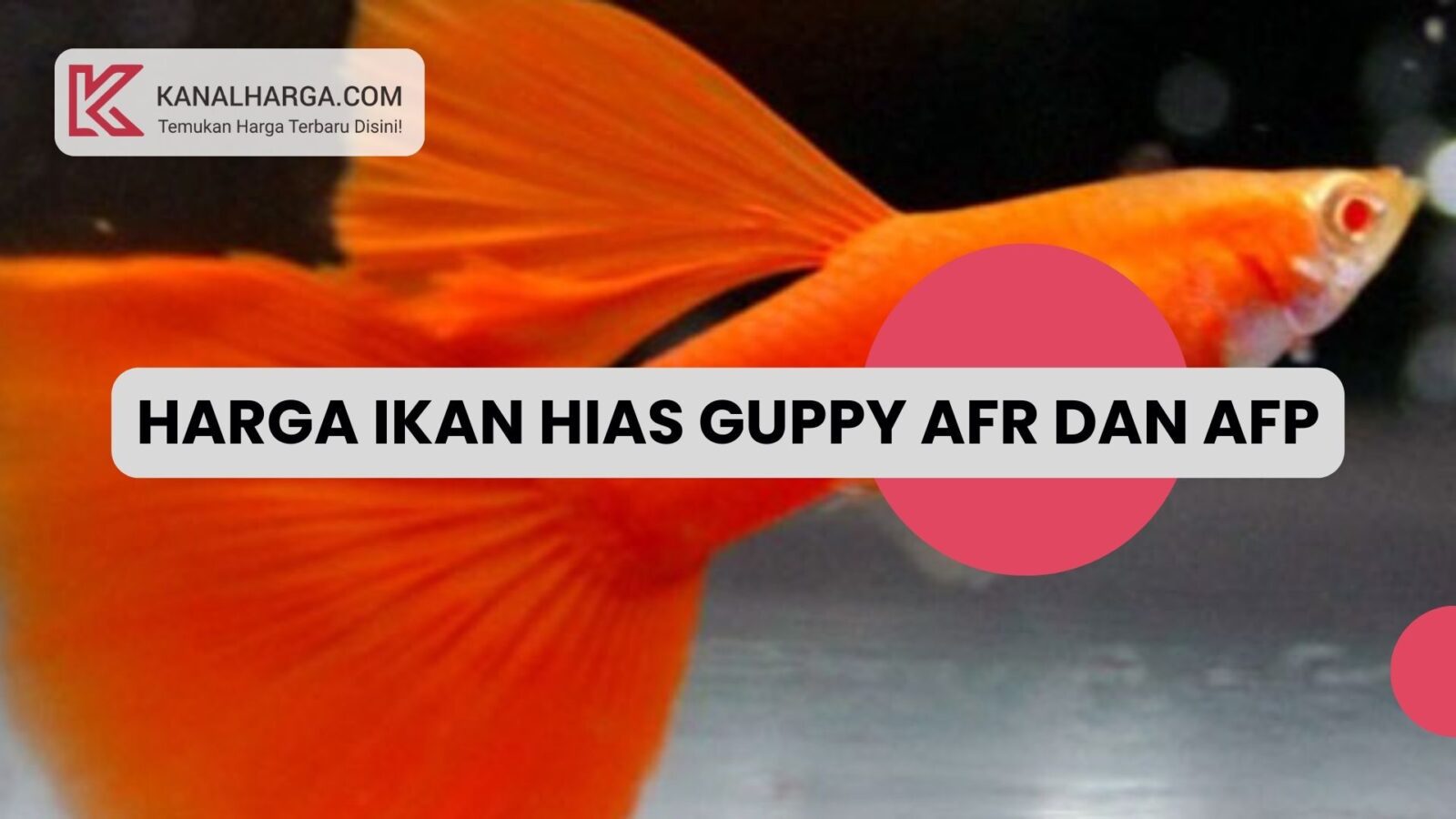 Harga Ikan Hias Guppy AFR dan AFP Harga Ikan Hias Guppy AFR dan AFP