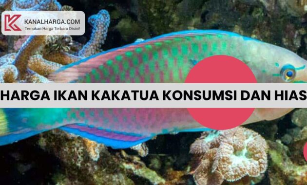 Harga Ikan Kakatua Konsumsi dan Hias Harga Ikan Kakatua Konsumsi dan Hias