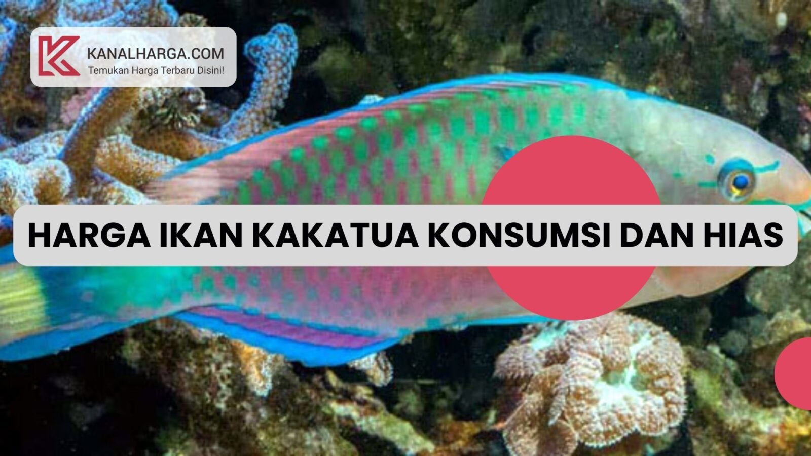 Harga Ikan Kakatua Konsumsi dan Hias Harga Ikan Kakatua Konsumsi dan Hias