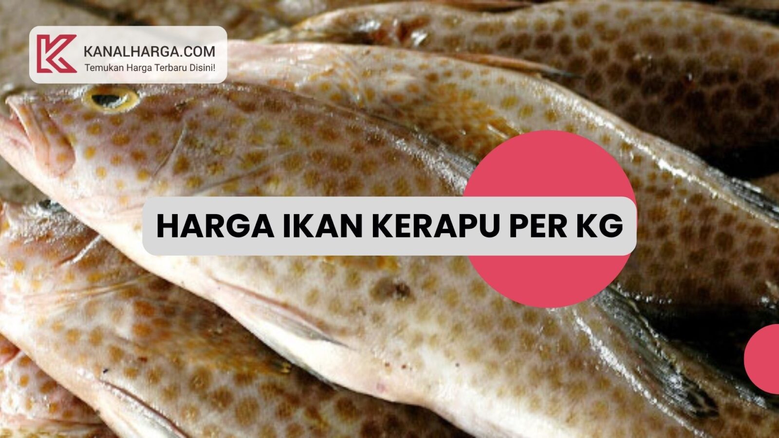 Harga Ikan Kerapu per Kg Harga Ikan Kerapu per Kg