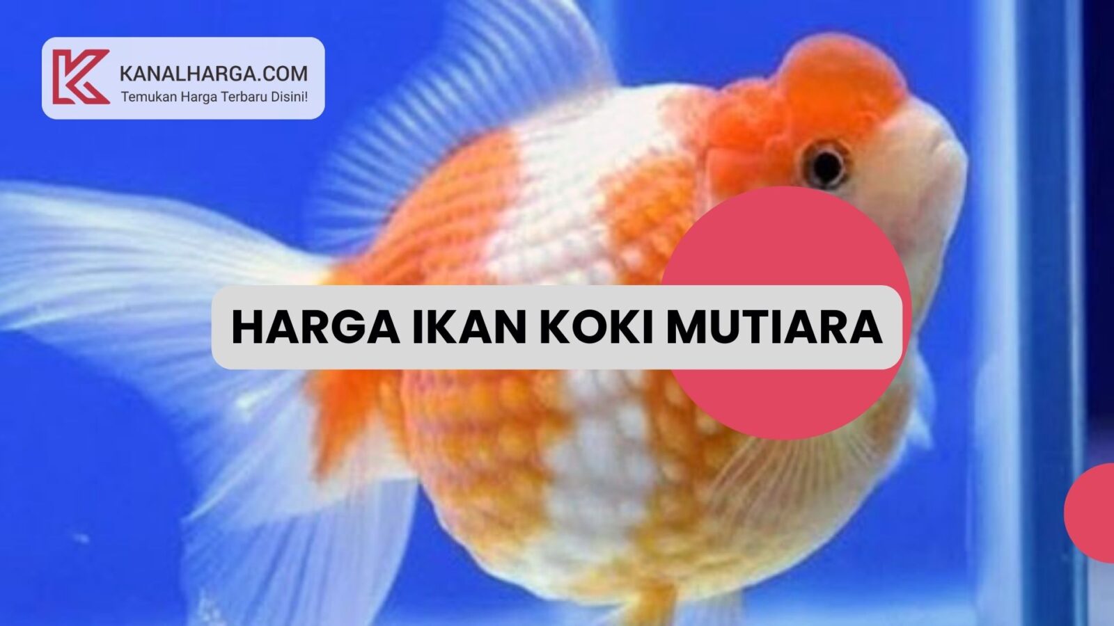 Harga Ikan Koki Mutiara Harga Ikan Koki Mutiara (Kecil, Medium, Jumbo)