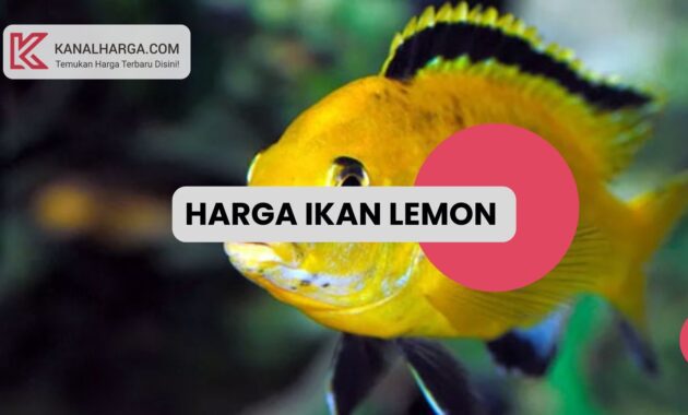 Harga Ikan Lemon Harga Ikan Lemon (Kecil dan Dewasa)