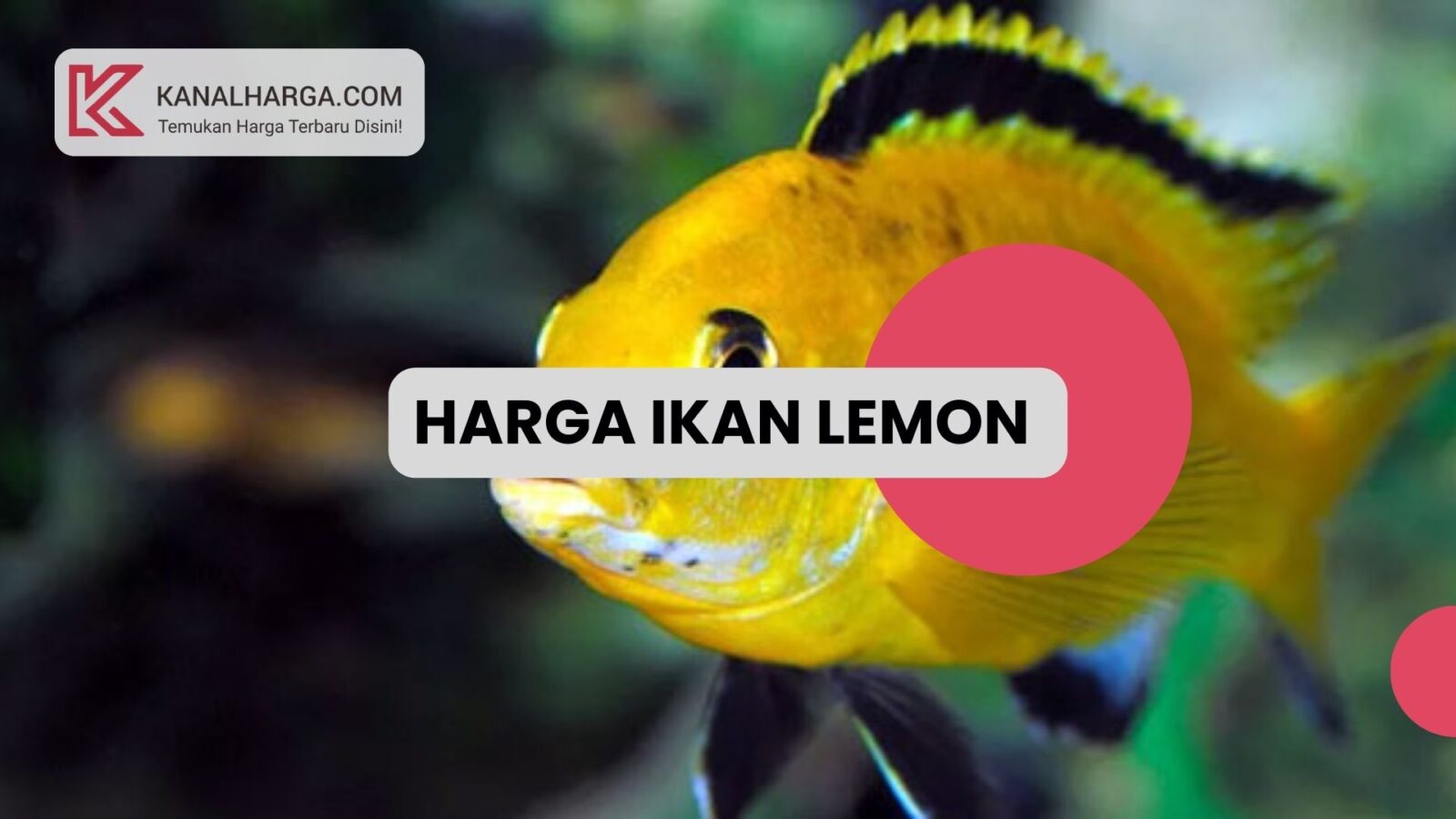 Harga Ikan Lemon Harga Ikan Lemon (Kecil dan Dewasa)