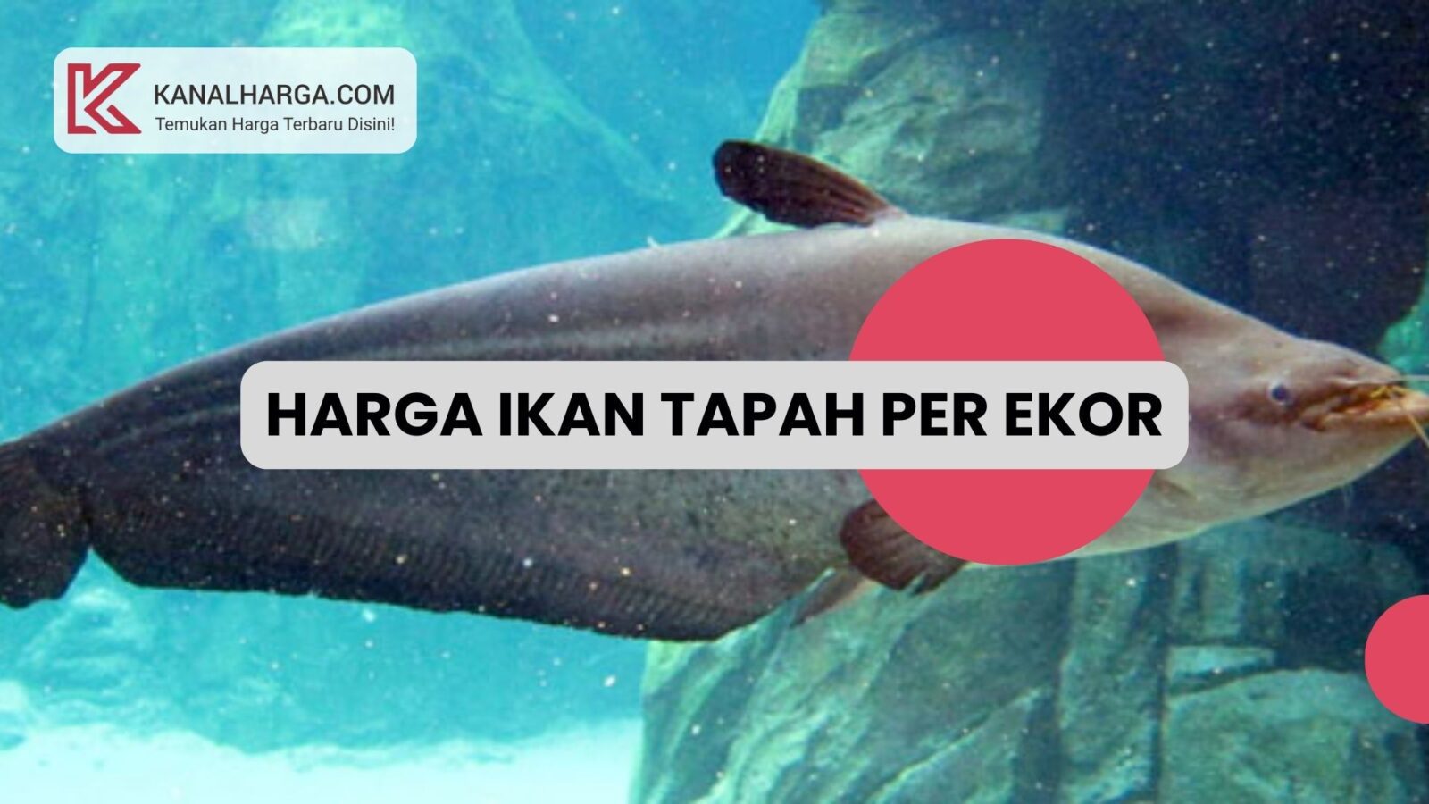 Harga Ikan Tapah per Ekor Harga Ikan Tapah per Ekor