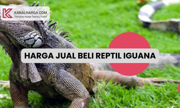 Harga Jual Beli Reptil Iguana Harga Jual Beli Reptil Iguana