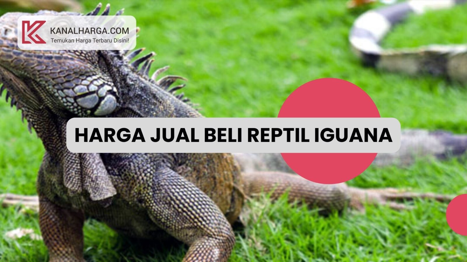 Harga Jual Beli Reptil Iguana Harga Jual Beli Reptil Iguana