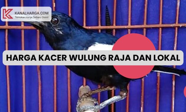 Harga Kacer Wulung Raja dan Lokal Harga Kacer Wulung Raja dan Lokal