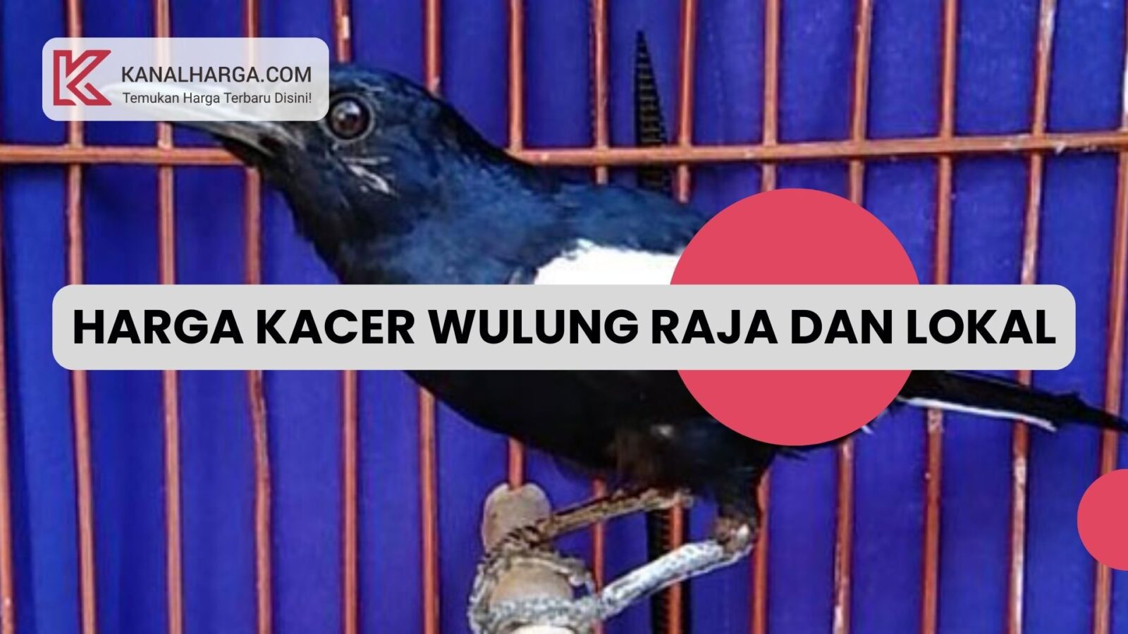 Harga Kacer Wulung Raja dan Lokal Harga Kacer Wulung Raja dan Lokal