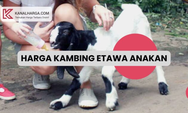 Harga Kambing Etawa Anakan Jantan dan Betina Harga Kambing Etawa Anakan (Jantan dan Betina)