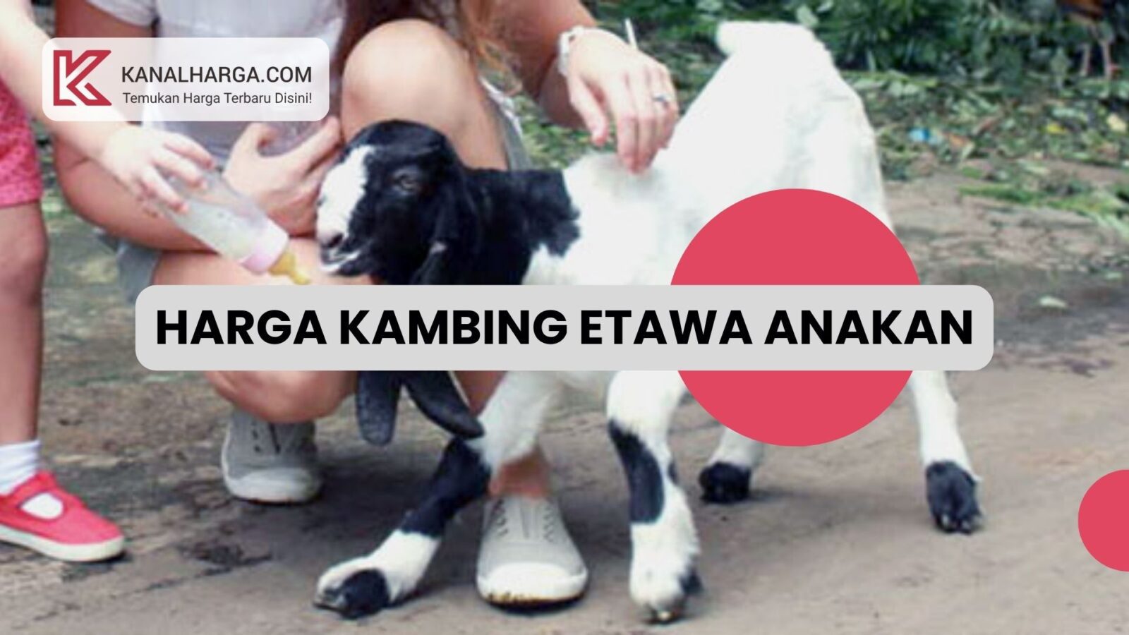 Harga Kambing Etawa Anakan Jantan dan Betina Harga Kambing Etawa Anakan (Jantan dan Betina)