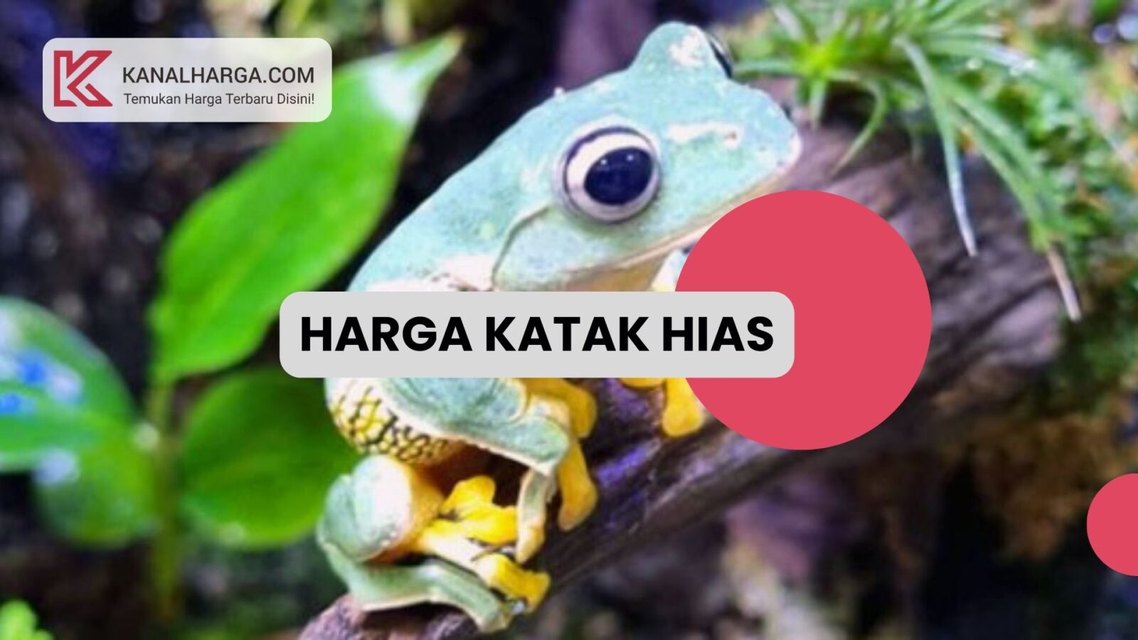 Harga Katak Hias Daftar Harga Katak Hias per Ekor