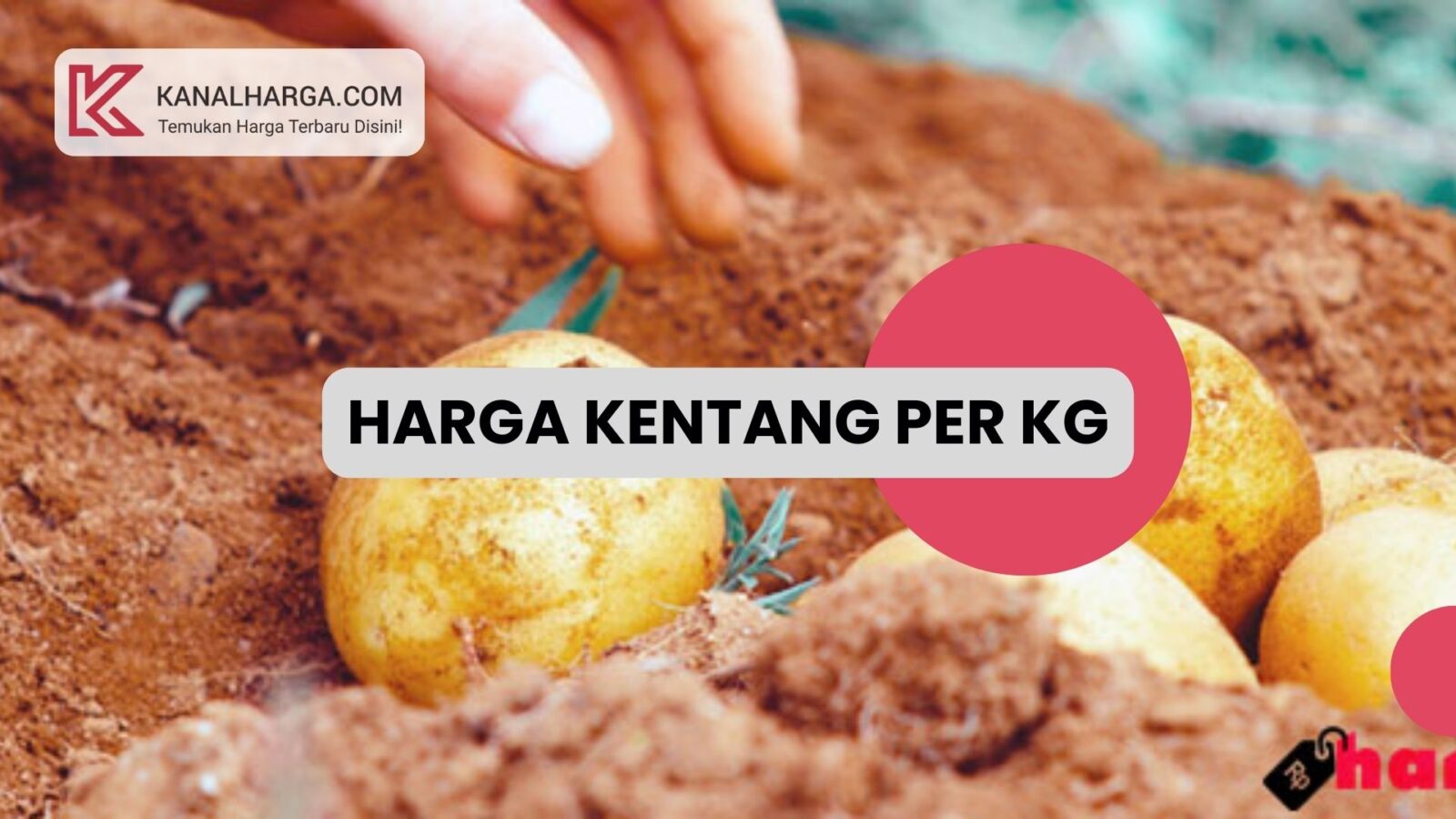 Harga Kentang per Kg Manfaatnya untuk Kesehatan Harga Kentang per Kg & Manfaatnya untuk Kesehatan