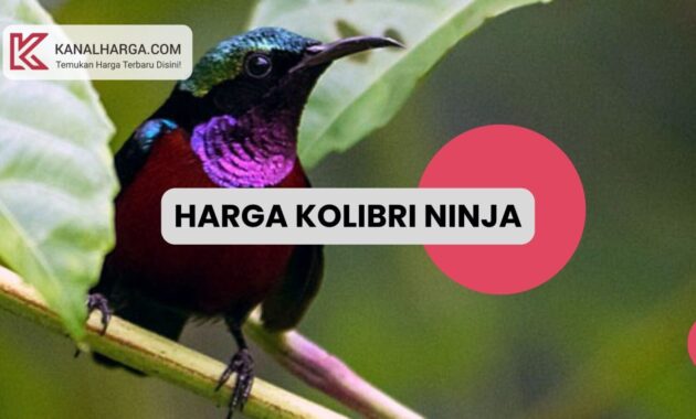 Harga Kolibri Ninja Bahan Jadi Gacor Harga Kolibri Ninja (Bahan, Jadi, Gacor)