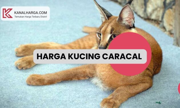 Harga Kucing Caracal Harga Kucing Caracal di Indonesia