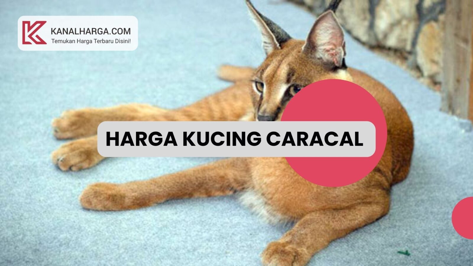 Harga Kucing Caracal Harga Kucing Caracal di Indonesia