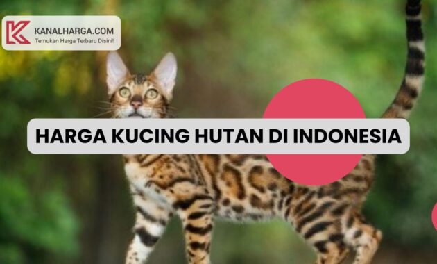 Harga Kucing Hutan di Indonesia Harga Kucing Hutan di Indonesia